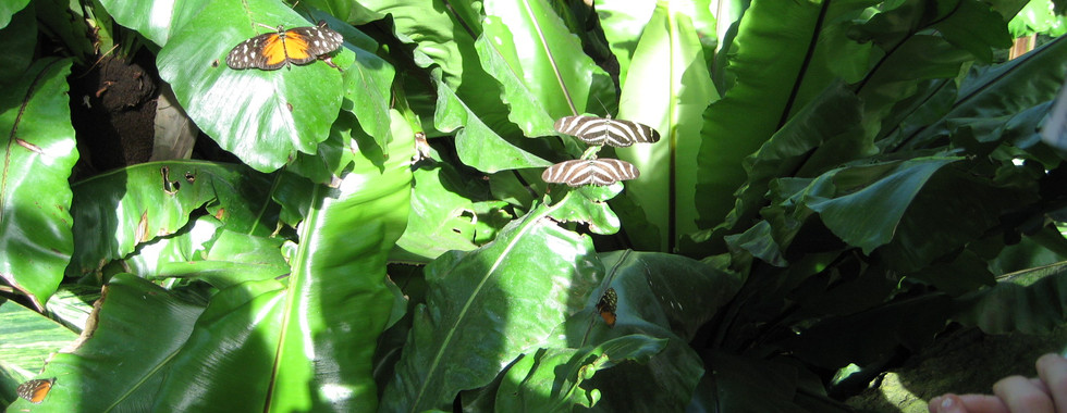 The Butterfly Conservatory at Niagara Falls, Canada