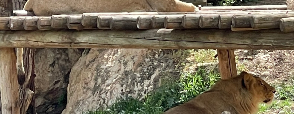 The Jerusalem Biblical Zoo in Israel