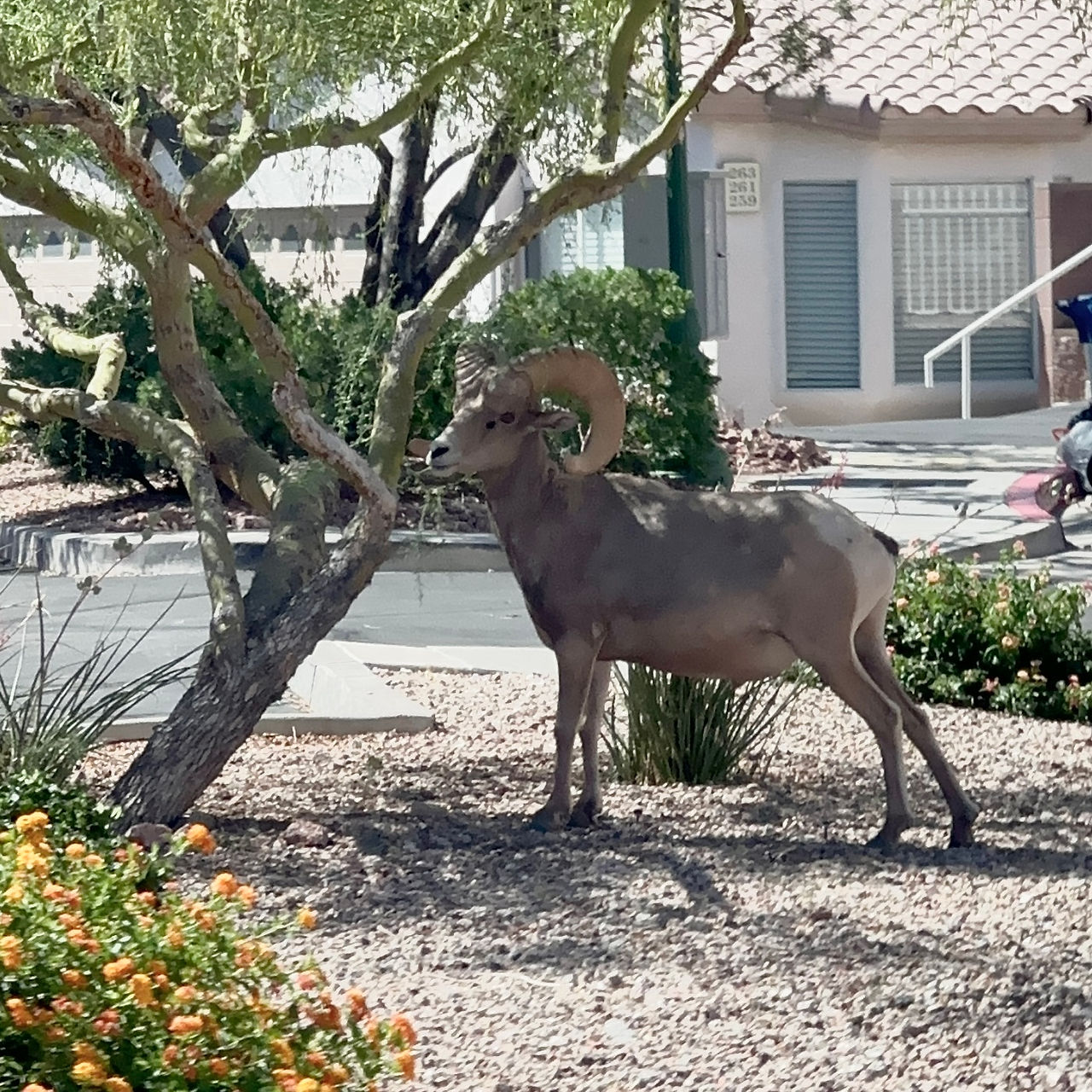 Antelope near the Hoover Dam
