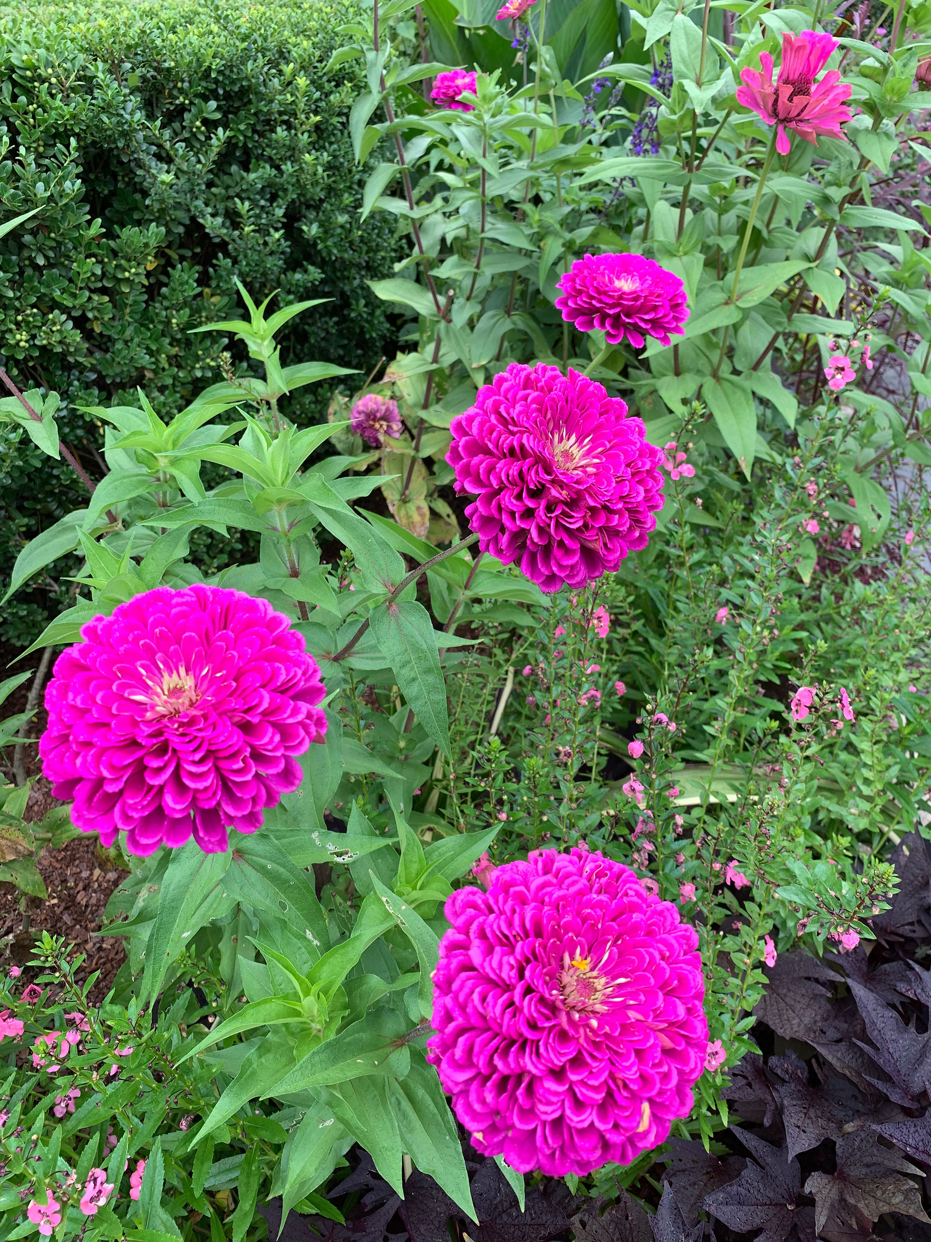Central Park's Conservatory Garden in New York City