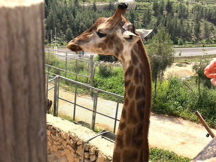 Taking a Walk on the Wild Side: A Visitor's Guide to the Jerusalem Biblical Zoo in Israel