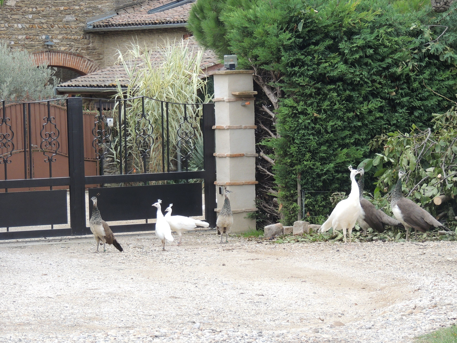 Les paons de garde