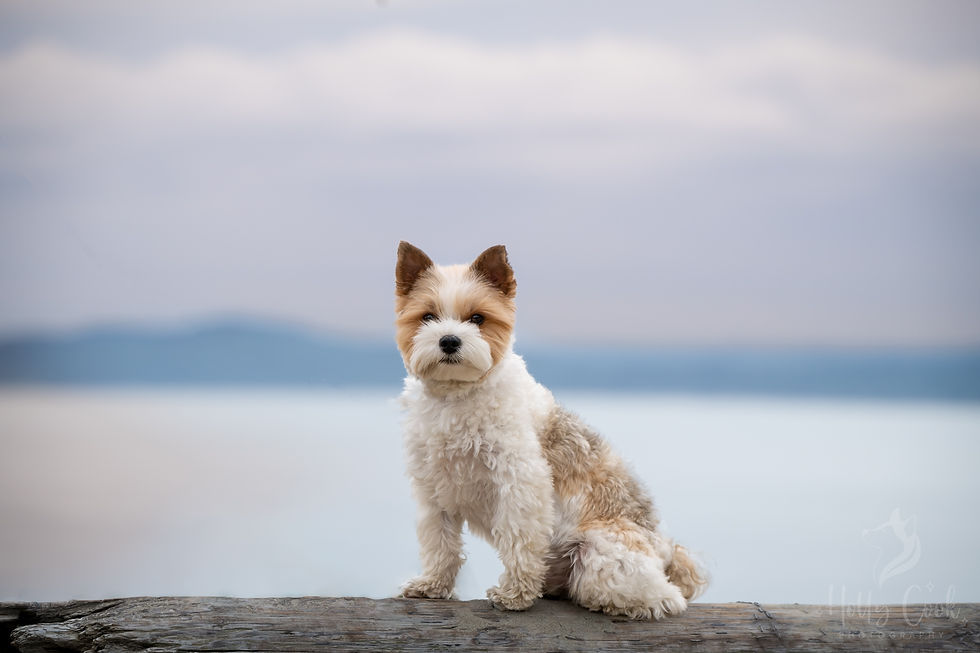 Coby the parti yorkie on a log in front of the Puget Sound sound