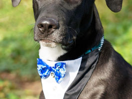 June Three Little Pitties SPOTlight