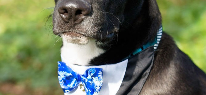 June Three Little Pitties SPOTlight