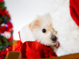 Holiday Pet Photos!