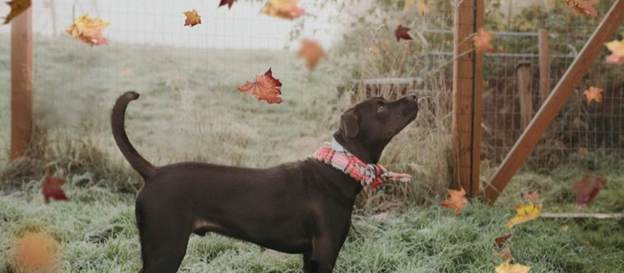 SPOTlight: Three Pitties Rescue