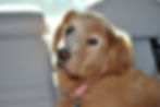golden retriever with radiation therapy scar on face