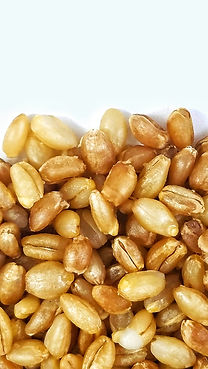 Cooked Wheatberry--Barley Blend (Zoomed)