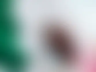 Política en México: Actualizaciones y Análisis