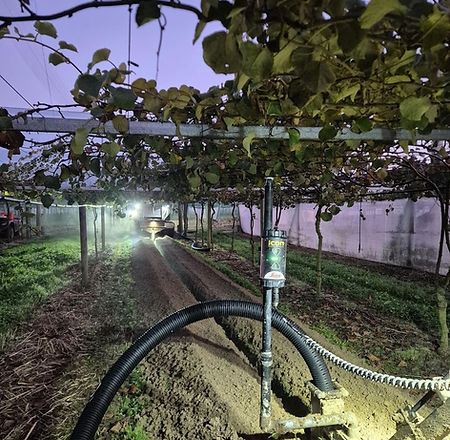 Drainage pipe going in under a kiwifruit canopy at dusk