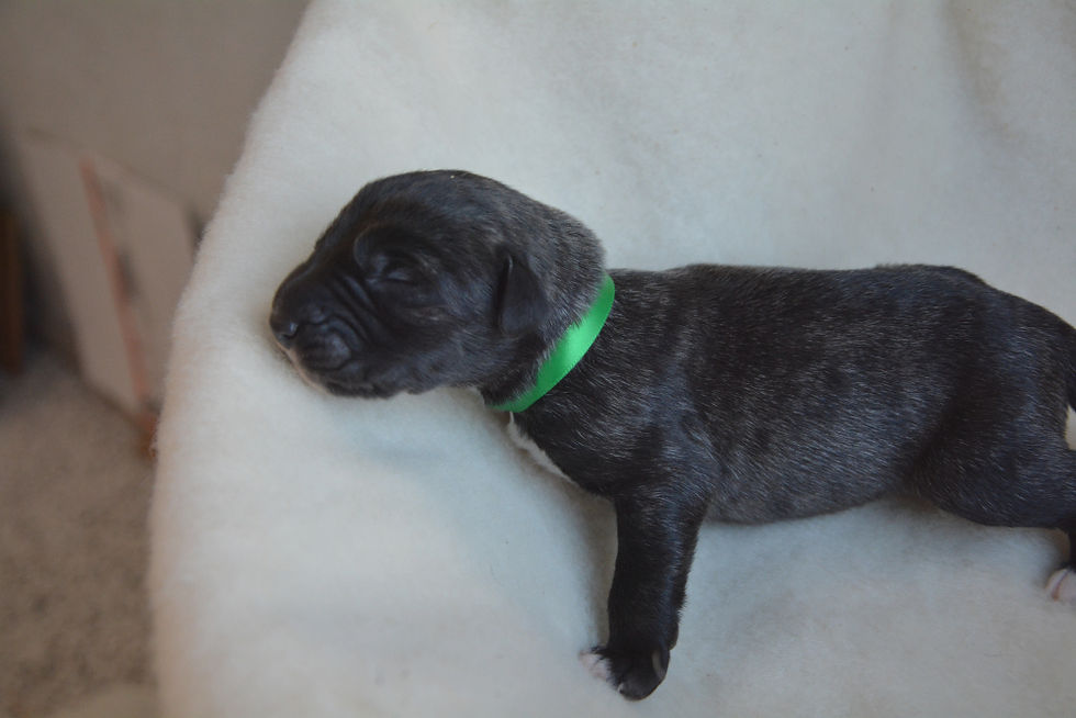 pup_green2.JPG
