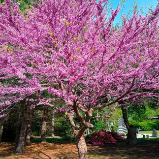 Professional landscaping. Native tree on the South Shore of Massachusetts.