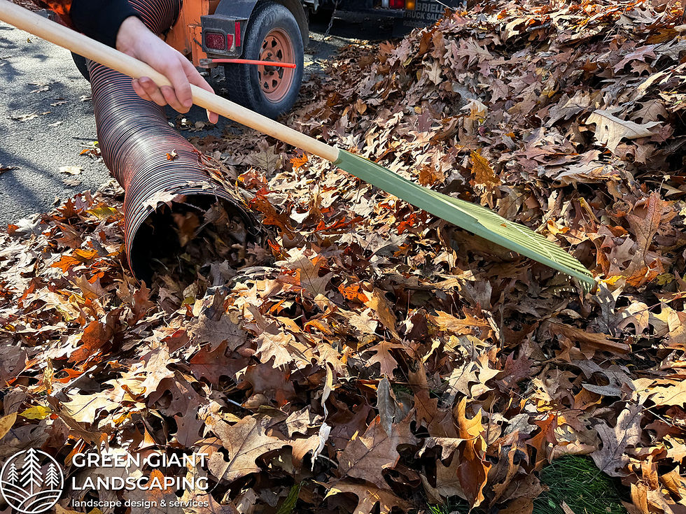 Fall Cleanup. Fall clean up. Yard cleanup and leaf removal. Green Giant Landscaping. Professional Landscape Design. Landscaping near me, South Shore, MA