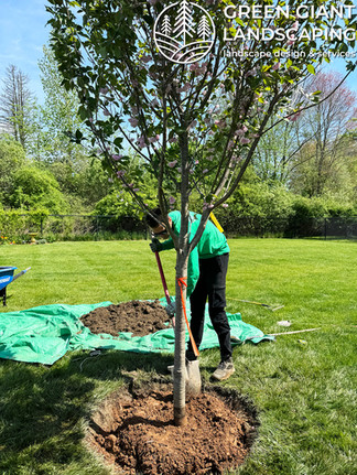 planting trees by Green Giant Landscaping Massachusetts