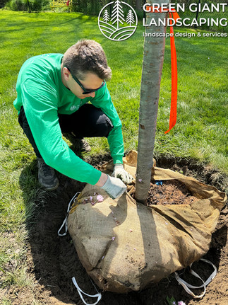 planting trees by Green Giant Landscaping Massachusetts