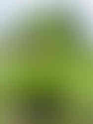DNA of plants. Green Giant Landscaping. Professional Landscape Design. Landscaping near me, South Shore, MA