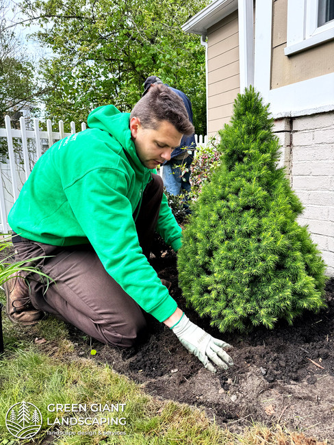 Professional landscaping team planting a new tree in a prepared garden bed on the South Shore of Massachusetts.