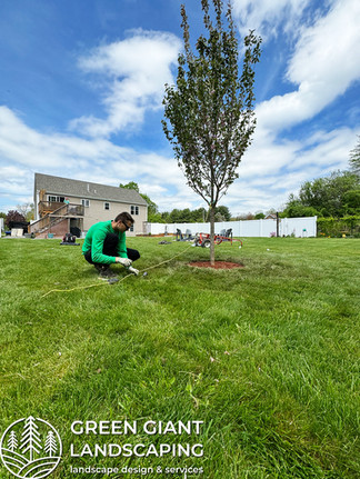 planting trees by Green Giant Landscaping Massachusetts