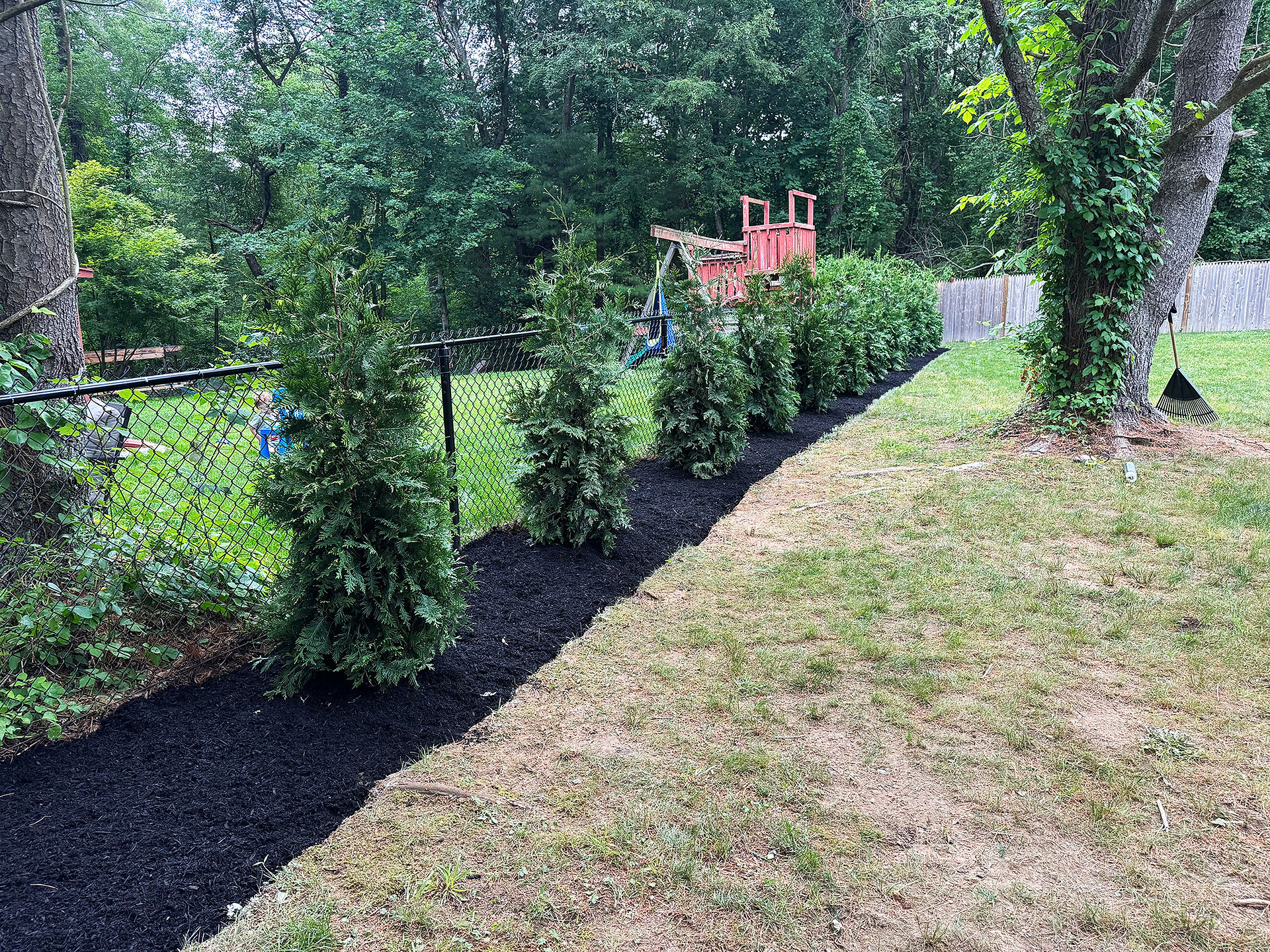 Installing layered privacy tree planting & evergreen screening on a residential estate in Massachusetts.