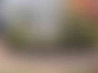 Planting in November. Landscapers near me. Fall clean up. Yard cleanup and leaf removal. Green Giant Landscaping. Professional Landscape Design. Landscaping near me, South Shore, MA