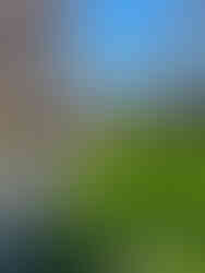 Fall cleanup. Green Giant Landscaping