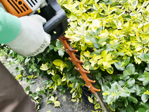 Shrub trimming. Bush trimming service. Green Giant Landscaping. Professional Landscape Design. Landscaping near me, South Shore, MA