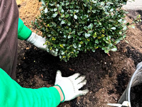 Professional landscaping team planting a new shrub in a prepared garden bed on the South Shore of Massachusetts.