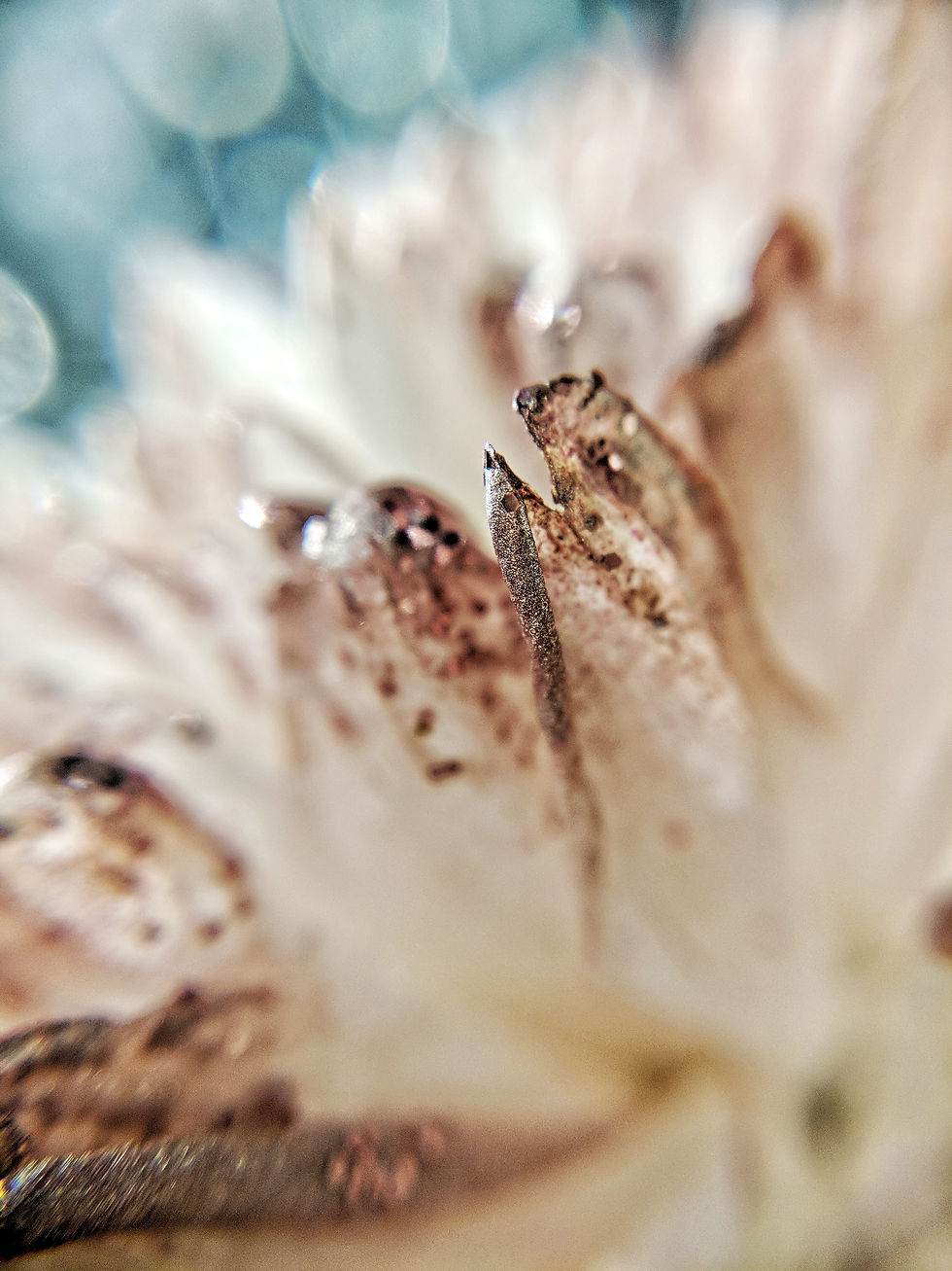 Macro photo of sparkle flower with bokeh