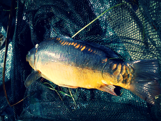 Blankety Blank And A PB