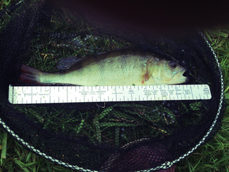 Autumn Tench And Perch