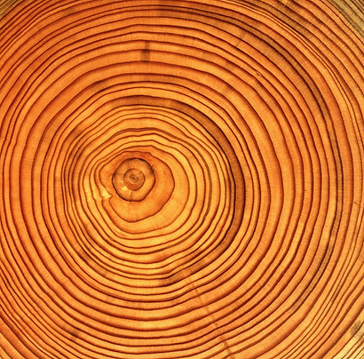 rop rings of tree.jpg