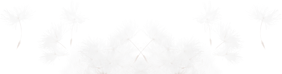 Fundo Dentes de Leão.png