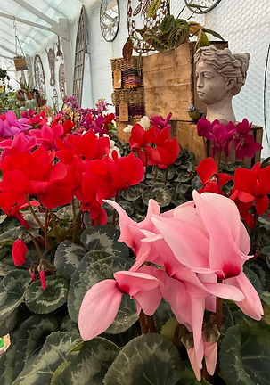 Cyclamen Display- close up.jpeg