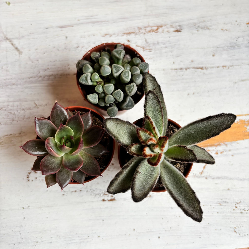 Thumbnail: Trio of Succulents