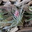 Thumbnail: Flowering Tillandsia Air Plant