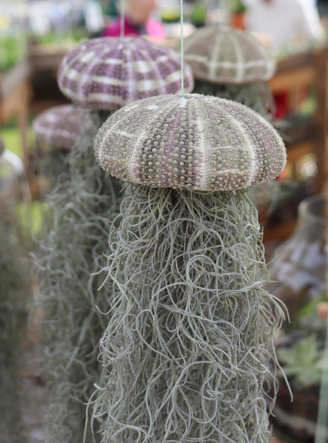 Jellyfish Air Plant (Spanish Moss Tillandsia)