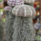 Thumbnail: Jellyfish Air Plant (Spanish Moss Tillandsia)