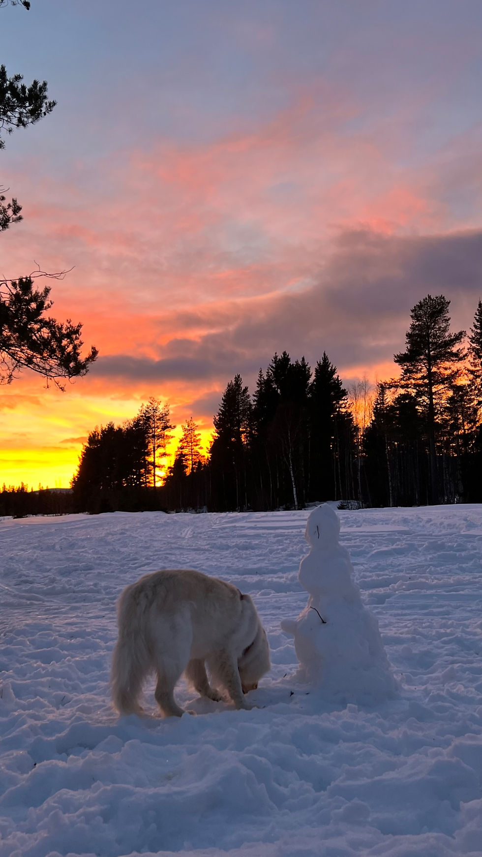 Foto på hunden Aladin i naturen, varma färger, liggande bild, fokus på hunden i mitten.