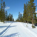 Skidspår