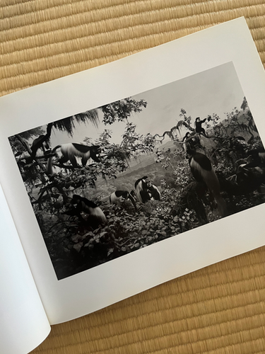 SUGIMOTO / 杉本博司写真集 署名入り | KOSHOMARIKADO