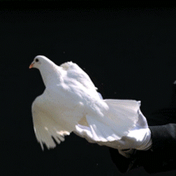 5-A Paz É Passageira.gif