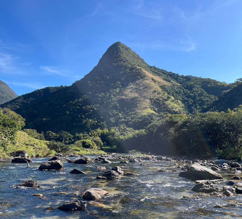 Vista panorâmica da floresta com árvores altas e céu azul
