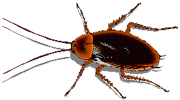 animated-insect-image-0142.gif