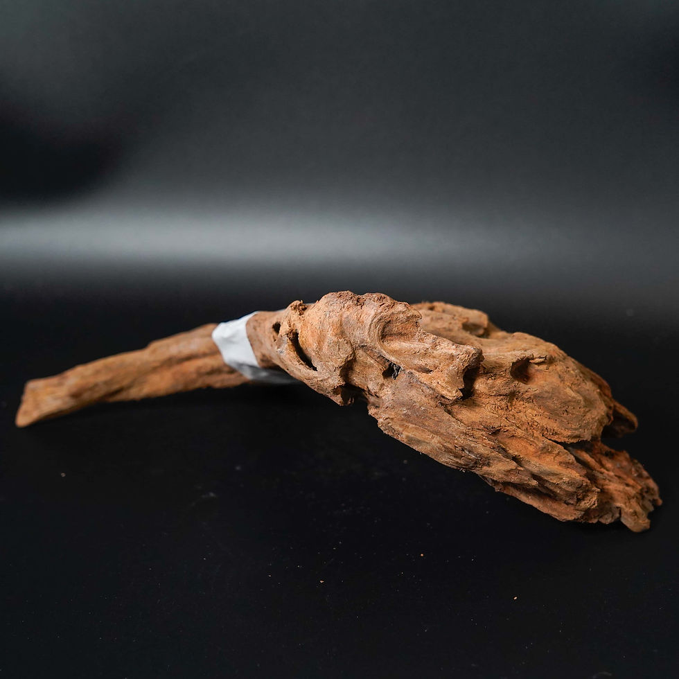 Miniatura: LEGNO DI MANGROVIA