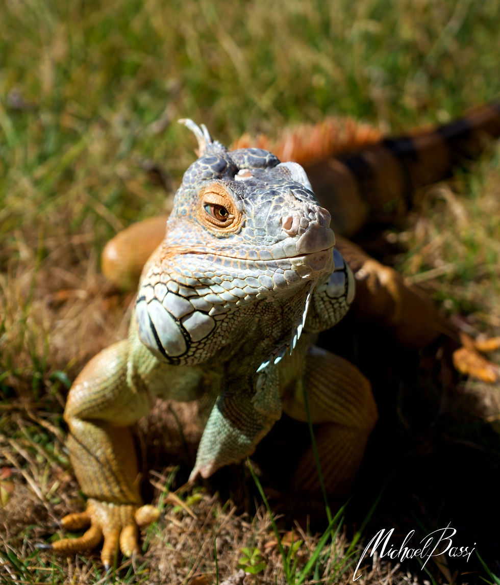 Miniatura: IGUANA VERDE