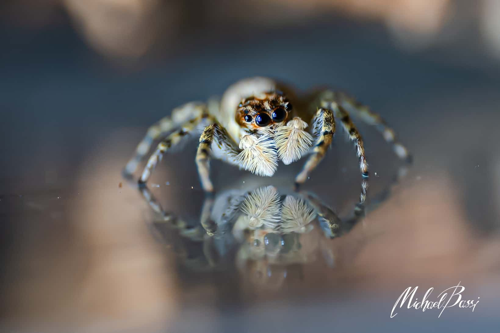 JUMPING SPIDER STAMPA