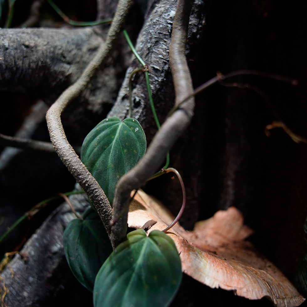 Miniatura: LIANA NATURALISTICA