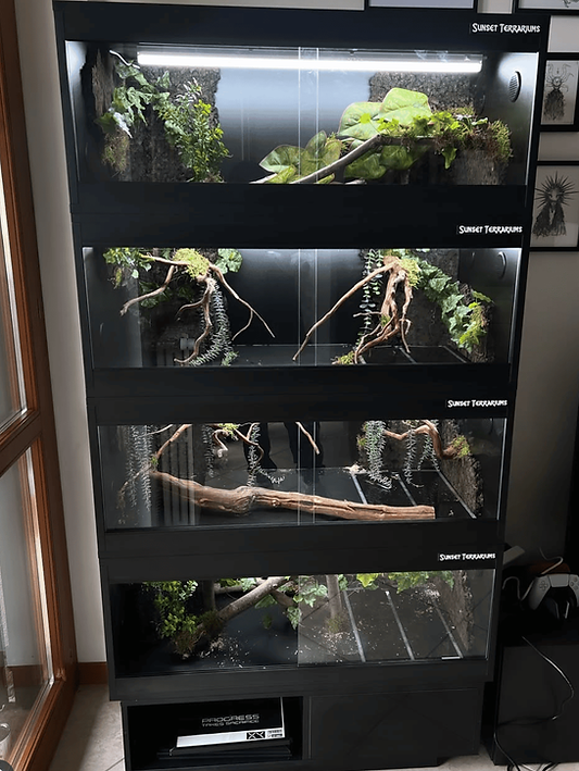 set ti quattro terrari in legno nero misura 100x50x50