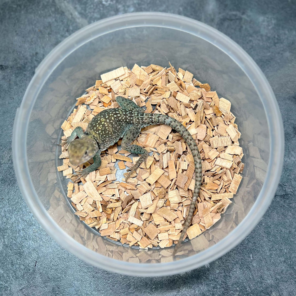 Miniatura: CROTAPHYTUS COLLARIS